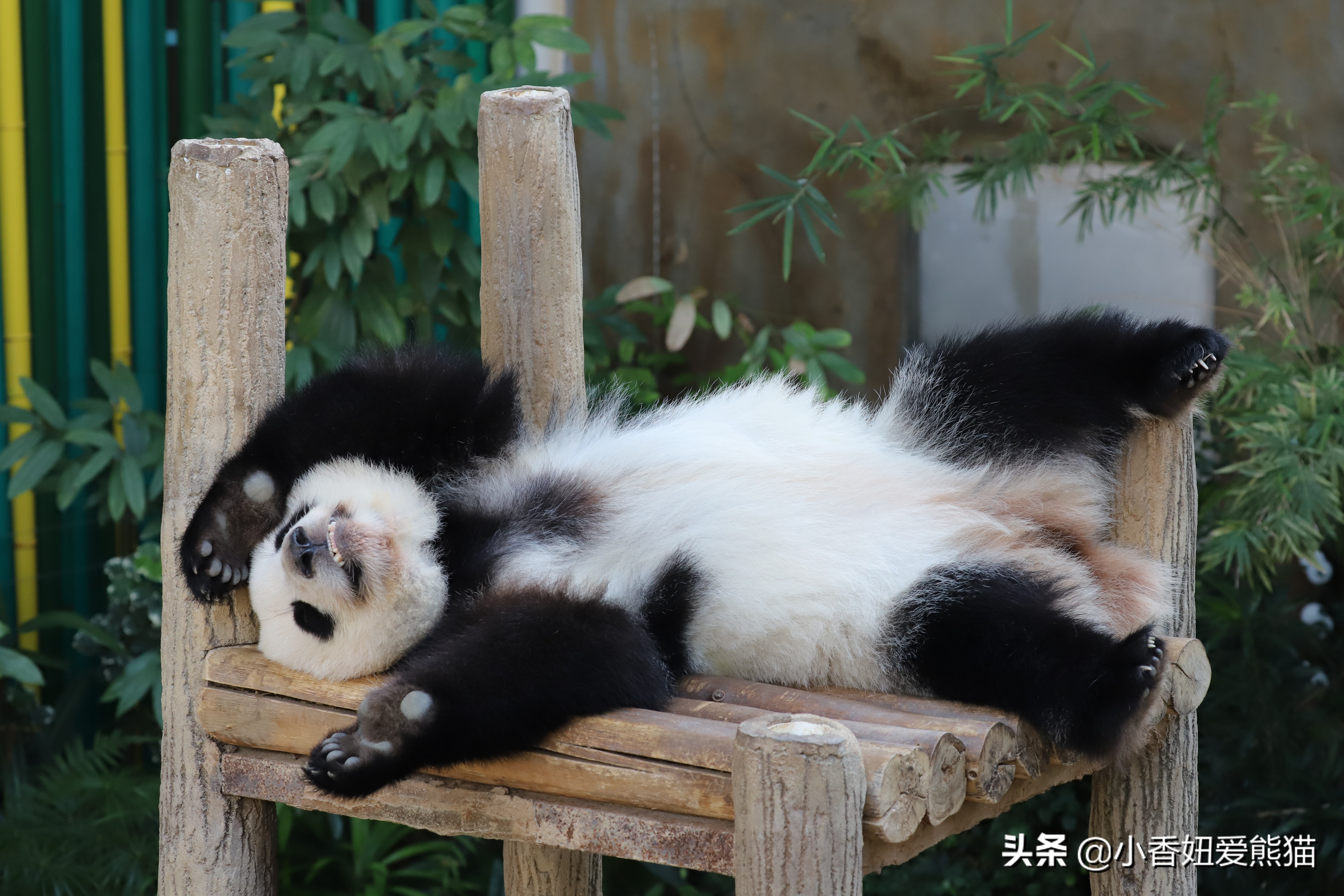 熊猫谊谊出生,马来西亚熊猫谊谊视频