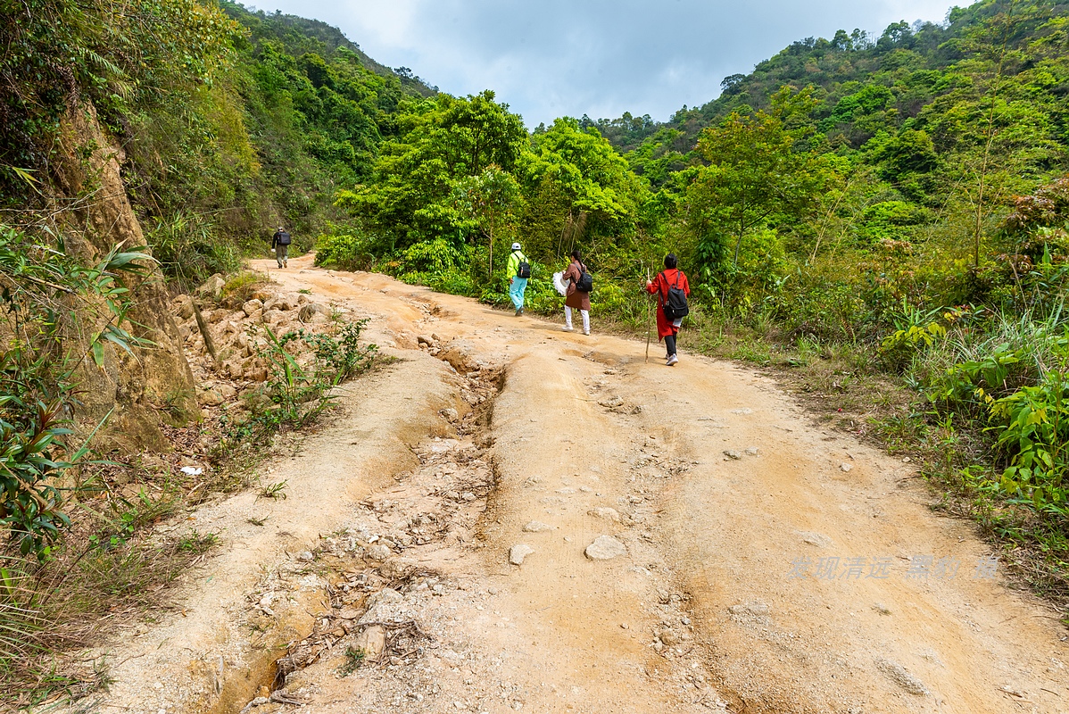 走最远的路,航拍广东最壮美的野生杜鹃花海