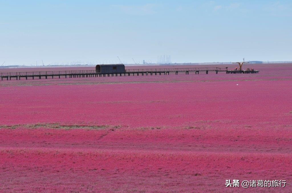 盘锦红色海滩美景,这个秋天一定要去海边看看