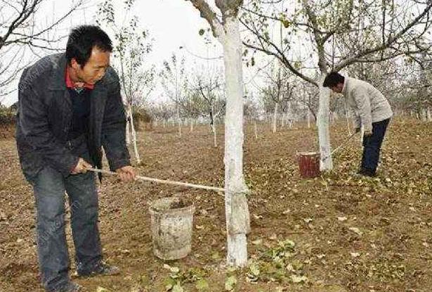冻害会造成猕猴桃根系损伤吗,猕猴桃果园冬季管理技术