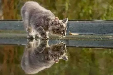 猫咪脱水说明什么问题,猫咪怎样才算是脱水