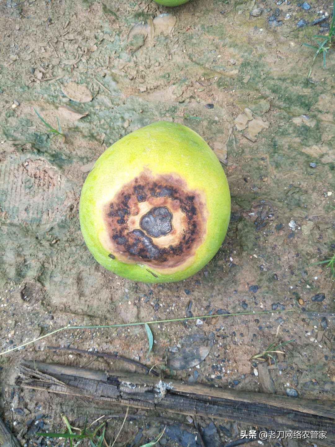 柚子急性炭疽病的症状,柚子炭疽病病原