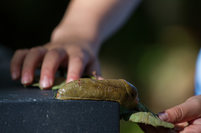 下暴雨时蜗牛会怎样生活,警惕雨后出现的大蜗牛千万别碰