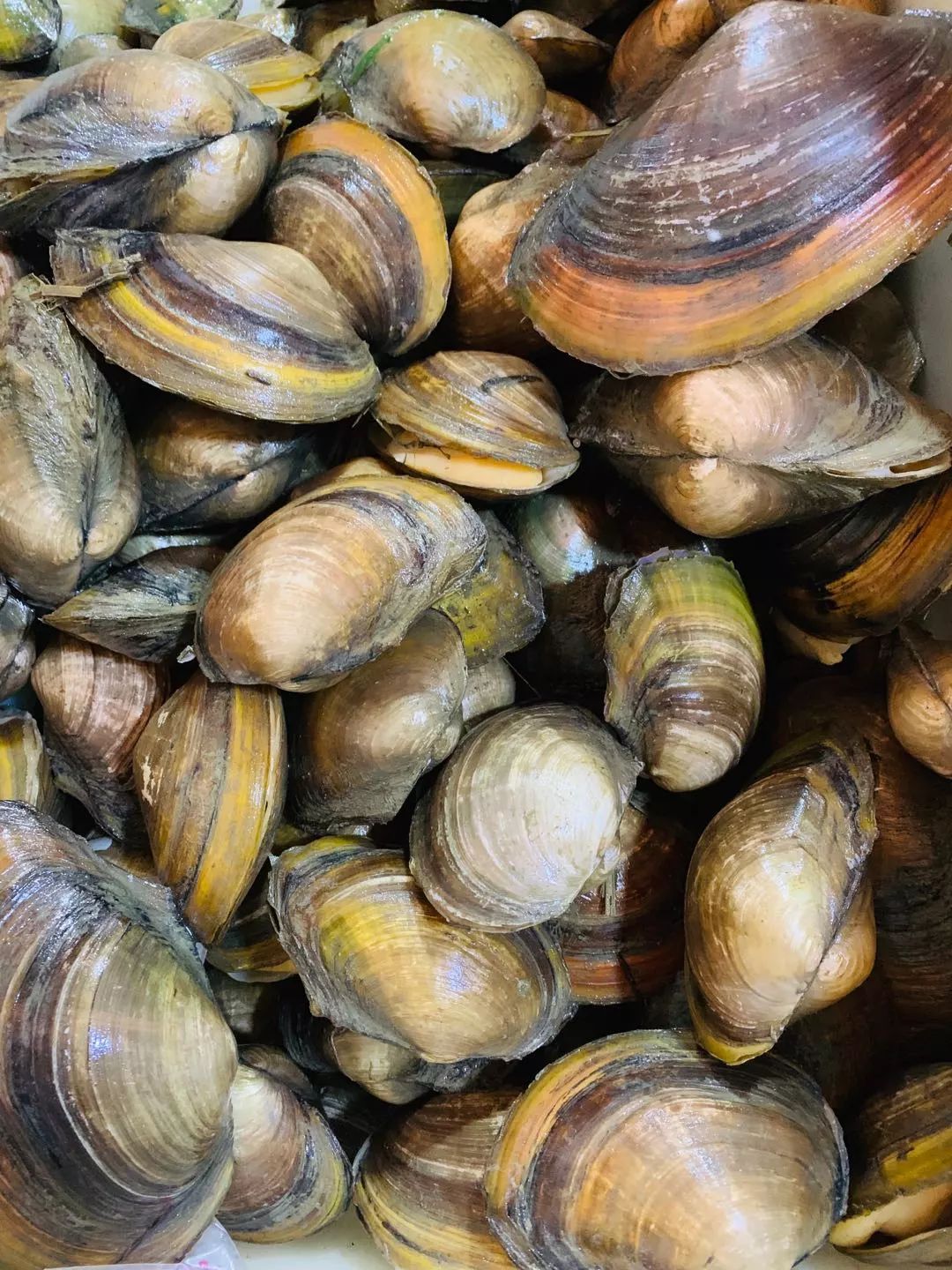 河蚌先生,河蚌先生啥意思