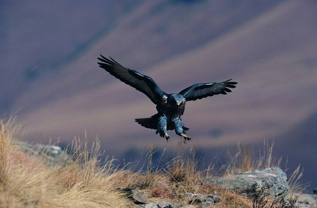 野外发现一只老鹰,用无人机飞到山上发现一只老鹰