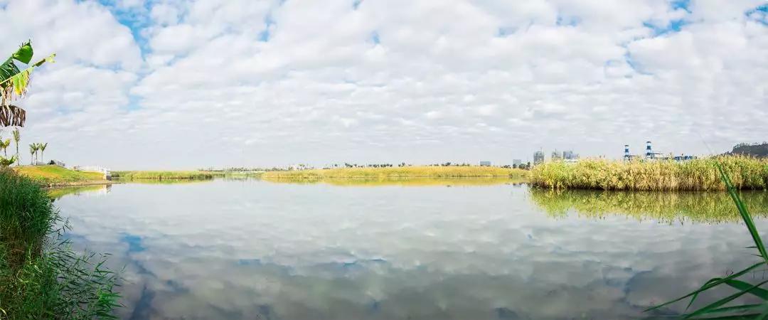 免费+湿地公园+花海栈道…珠澳市民新的休闲好去处