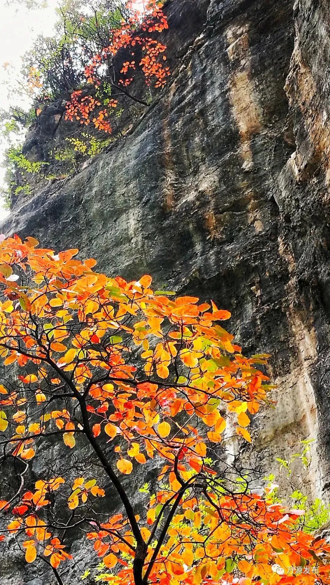 看万山红遍层林,看漫山红遍层林尽染国画