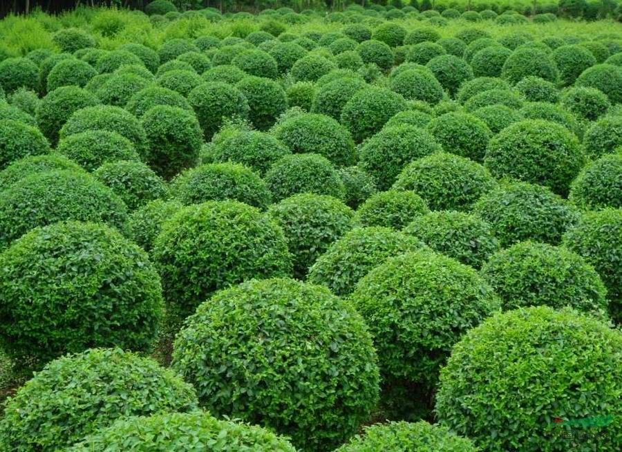 种植摇钱树致富经,荒山种植摇钱树