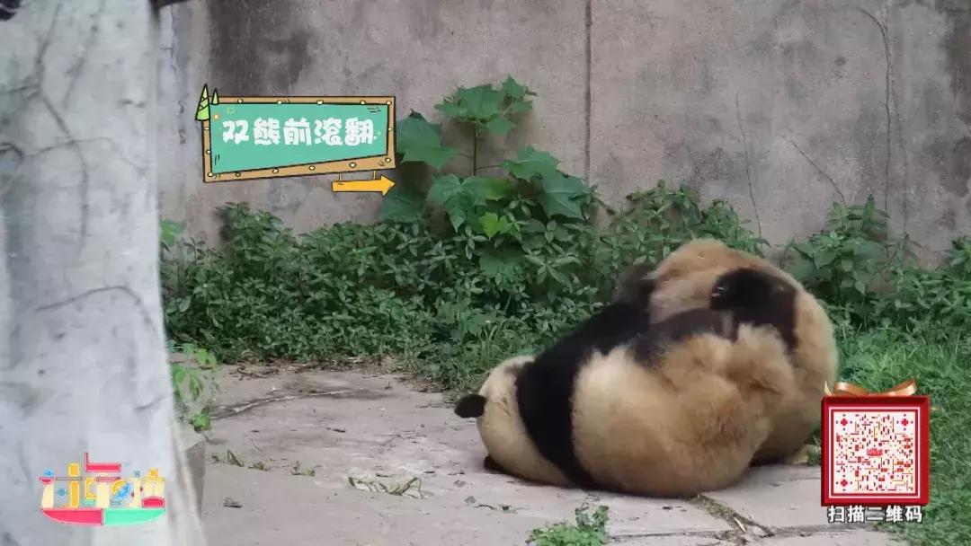 为了寻找“黄金侠”，大亚湾居然上演中国功夫？