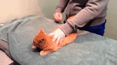 养了十多天的猫猫想抱它要怎么做,养了两年的猫怎么教