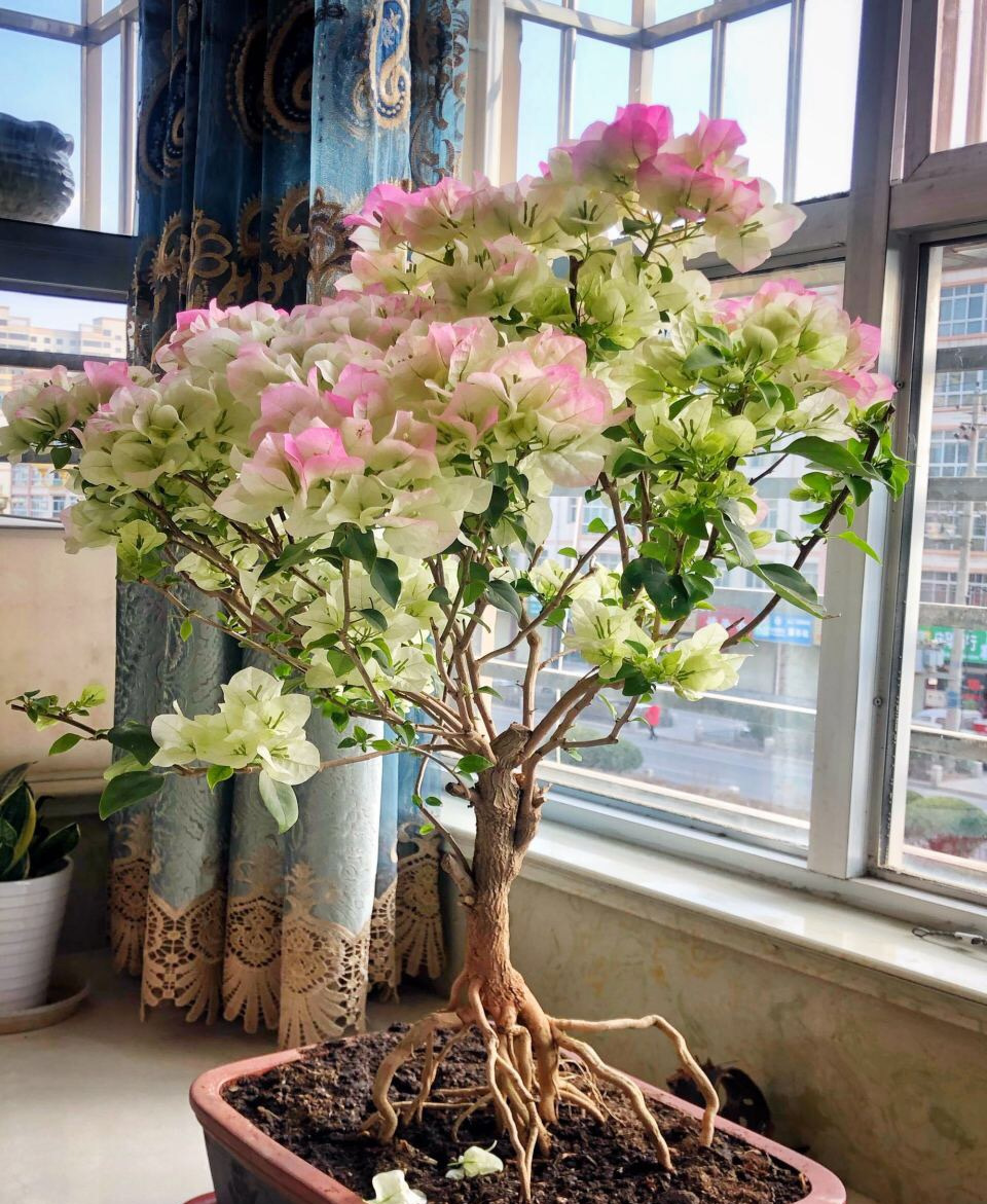 养花浇水你必须知道的浇水技巧,养花只浇水越养越不美