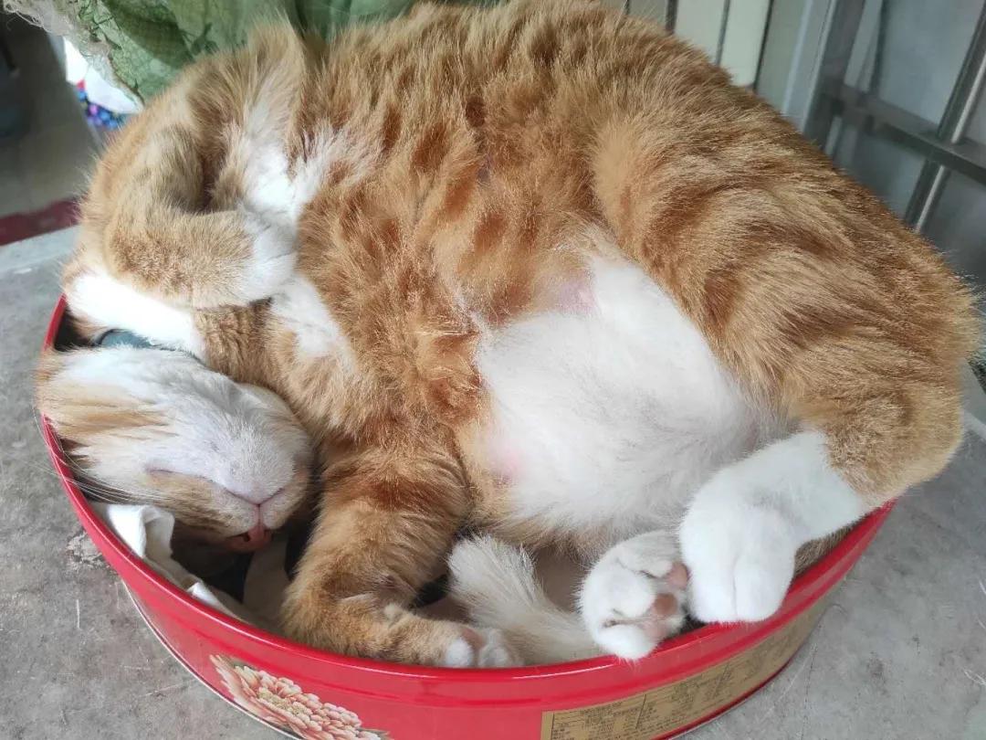 大橘猫和主人被骚扰,橘猫被主人骚扰