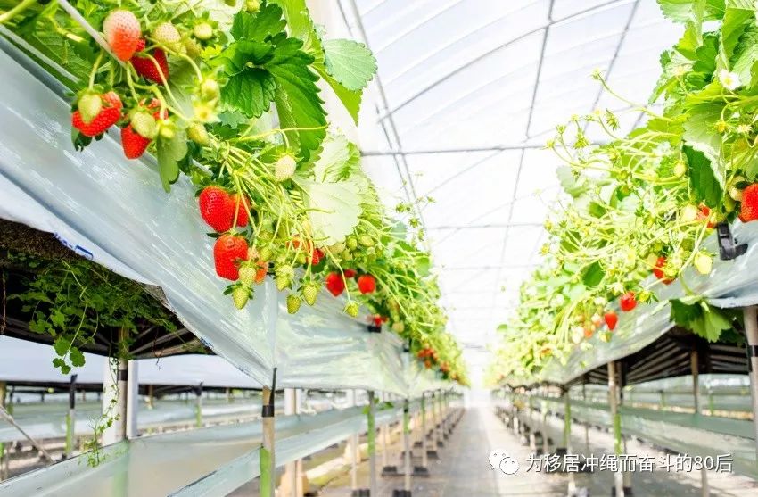 12月份冲绳攻略,移居冲绳条件