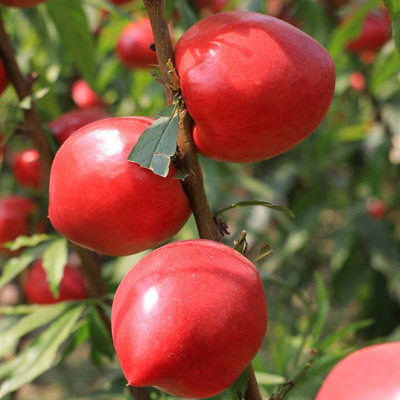 油桃大量上市，一斤多少钱？农民大爷咋说？