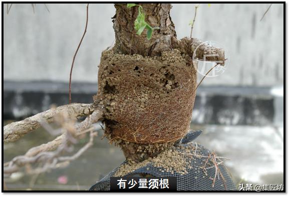 黑松盆景快速成型技术 (怎么让黑松盆景增粗变老不长高)