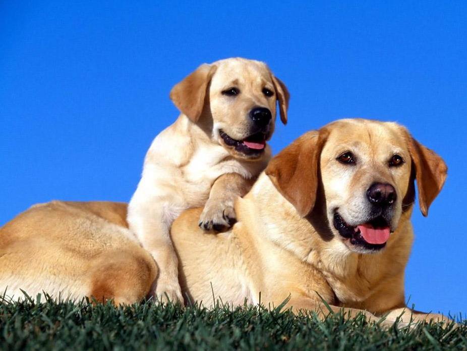 宠物狗品种大全热门宠物排行,常见的小型宠物狗品种及图片大全