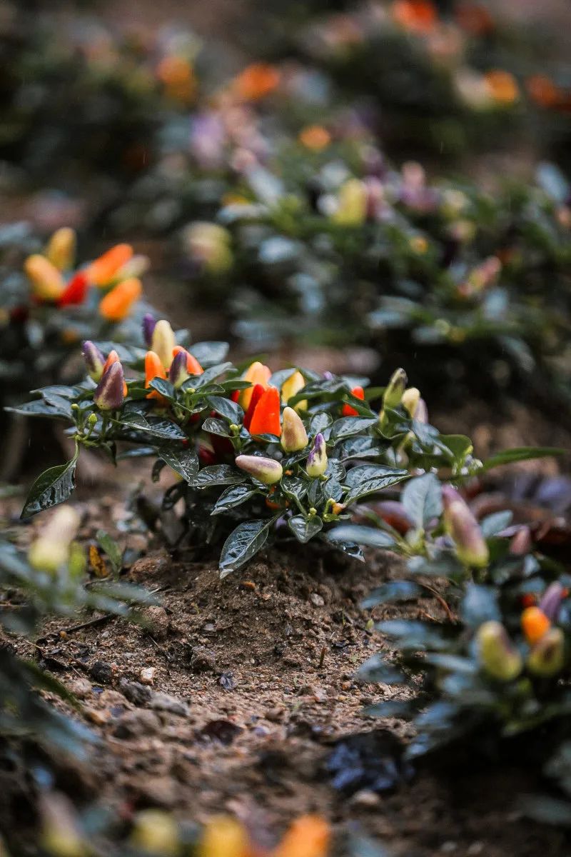 在大山深处幽静绝美的村落,深藏大山中的村落
