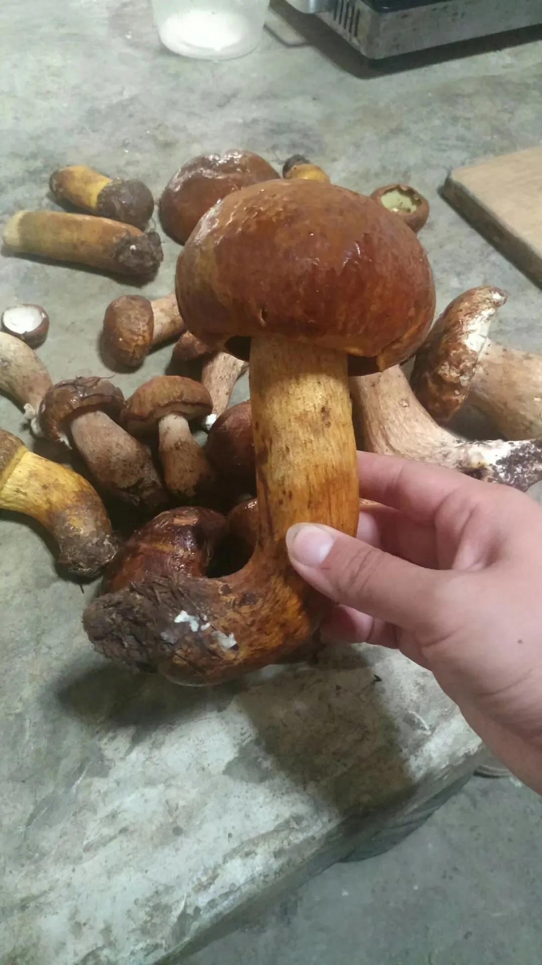 一家三口的田园生活,一家三口在大理的田园边租房15年