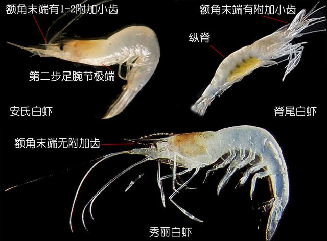 罗氏虾怎么辨别有没有膏,罗氏虾虾苗怎么分辨真假