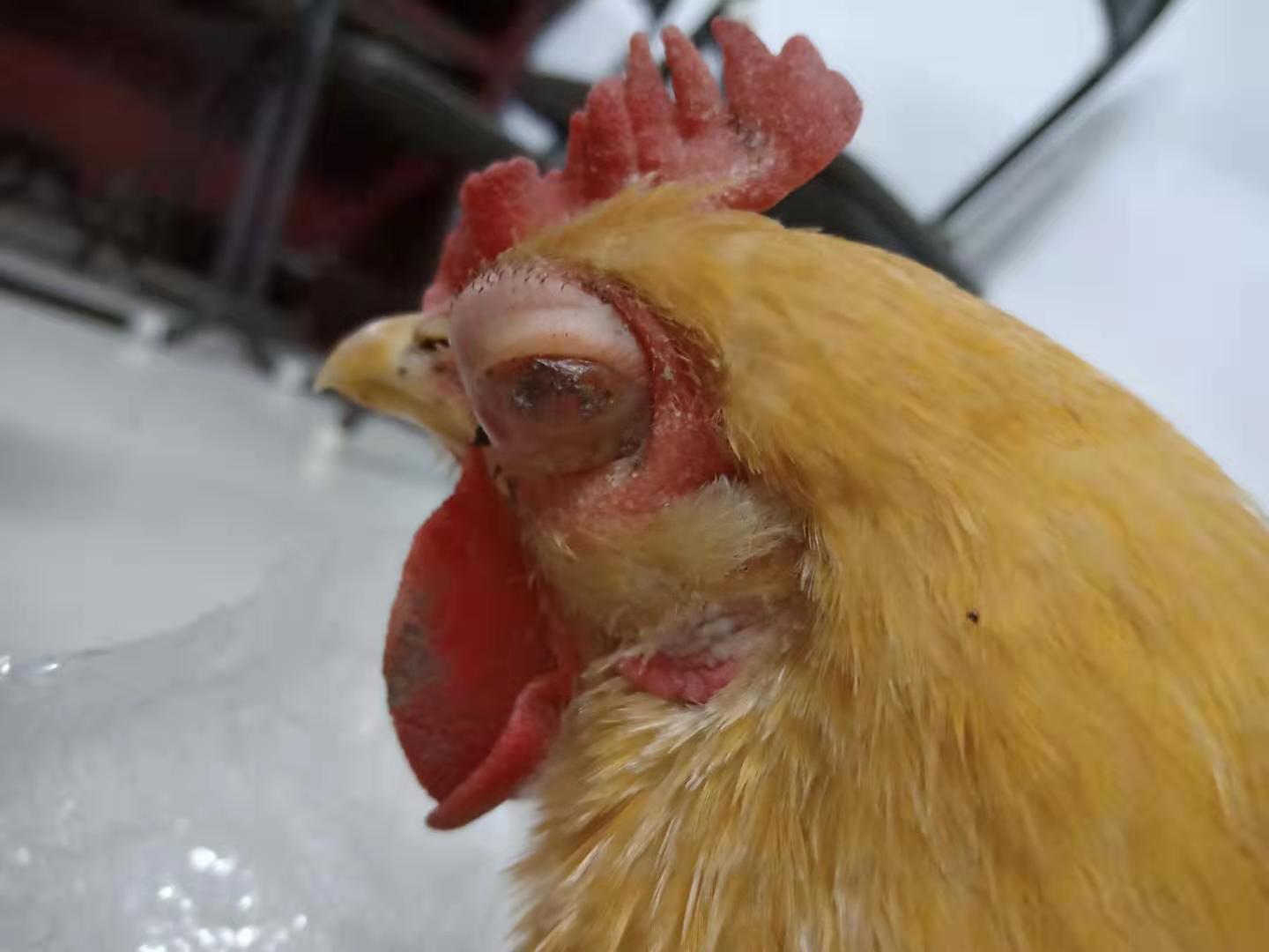 流泪后眼睛肿了怎么快速消肿,脸肿眼睛肿流眼泪是怎么回事