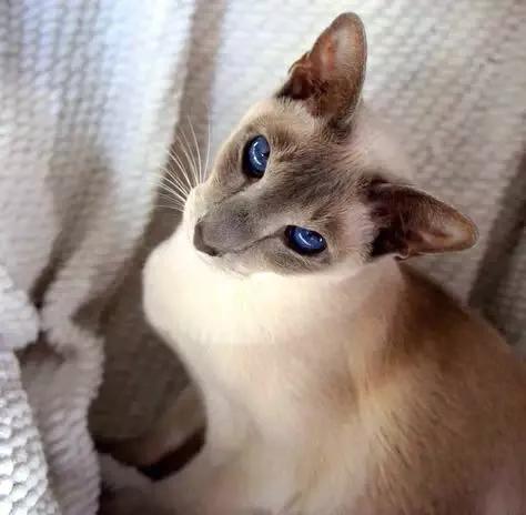 猫咪品种大盘点3：暹罗猫