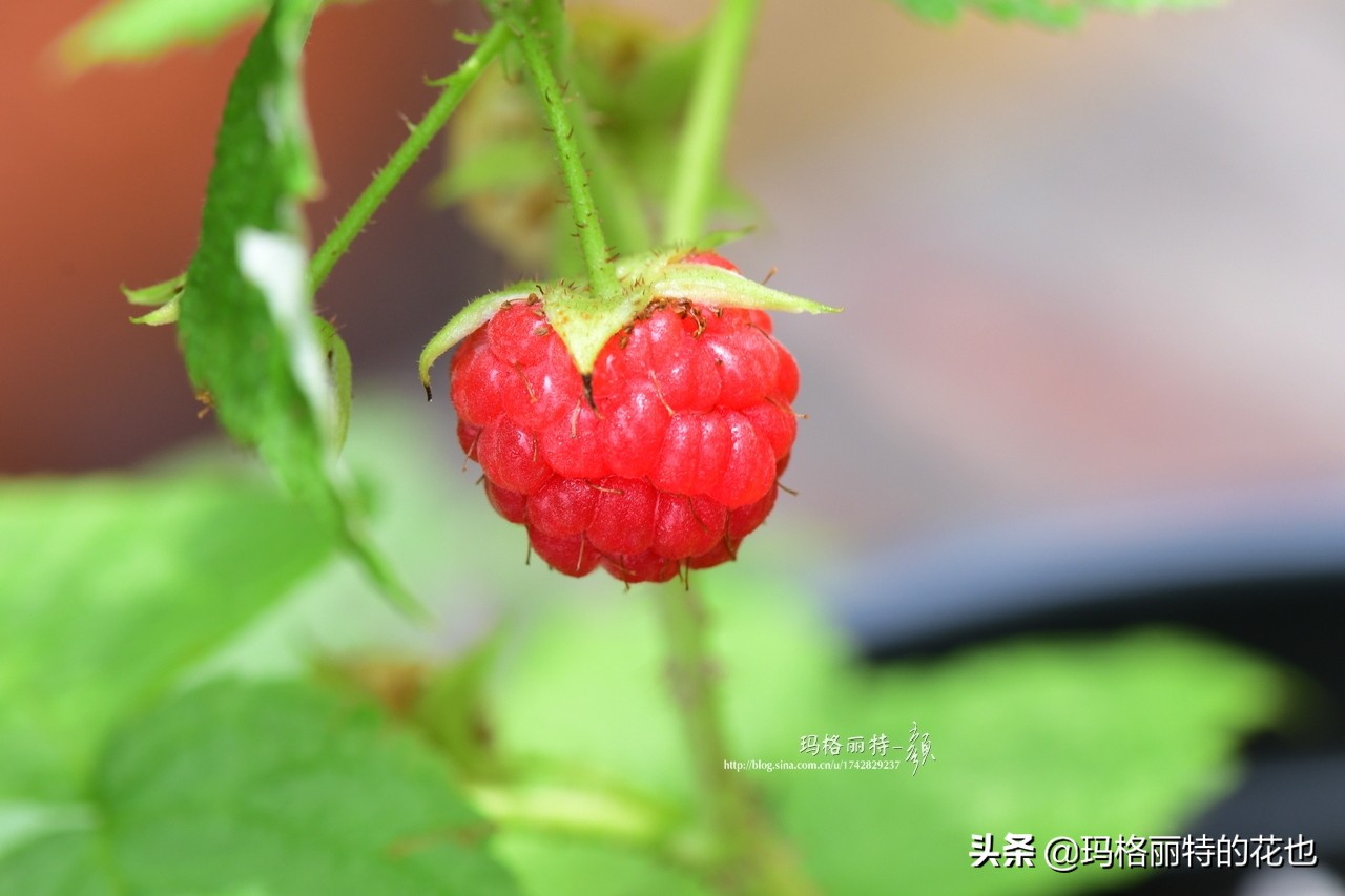 花园里种树莓吗,树莓在庭院里如何种植