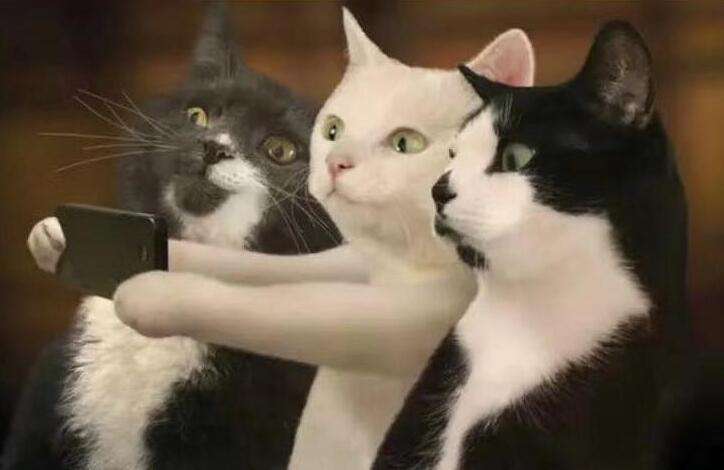 经验分享：猫癣的治疗和预防