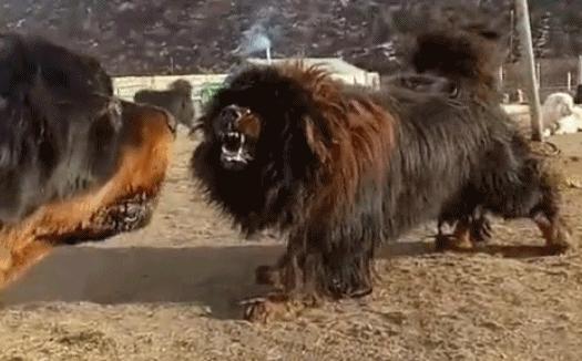 现在的藏獒和以前的藏獒,曾经的藏獒与现在的藏獒