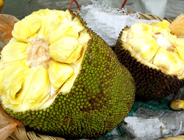 菠萝蜜快速种植方法,菠萝蜜高产种植技术