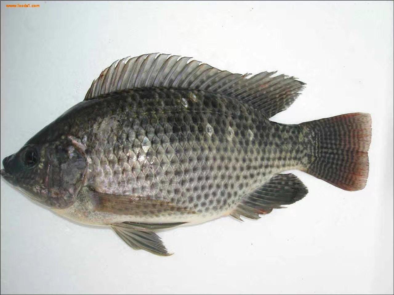 罗非鱼养殖技术,罗非鱼养殖技术和病鱼杀虫药