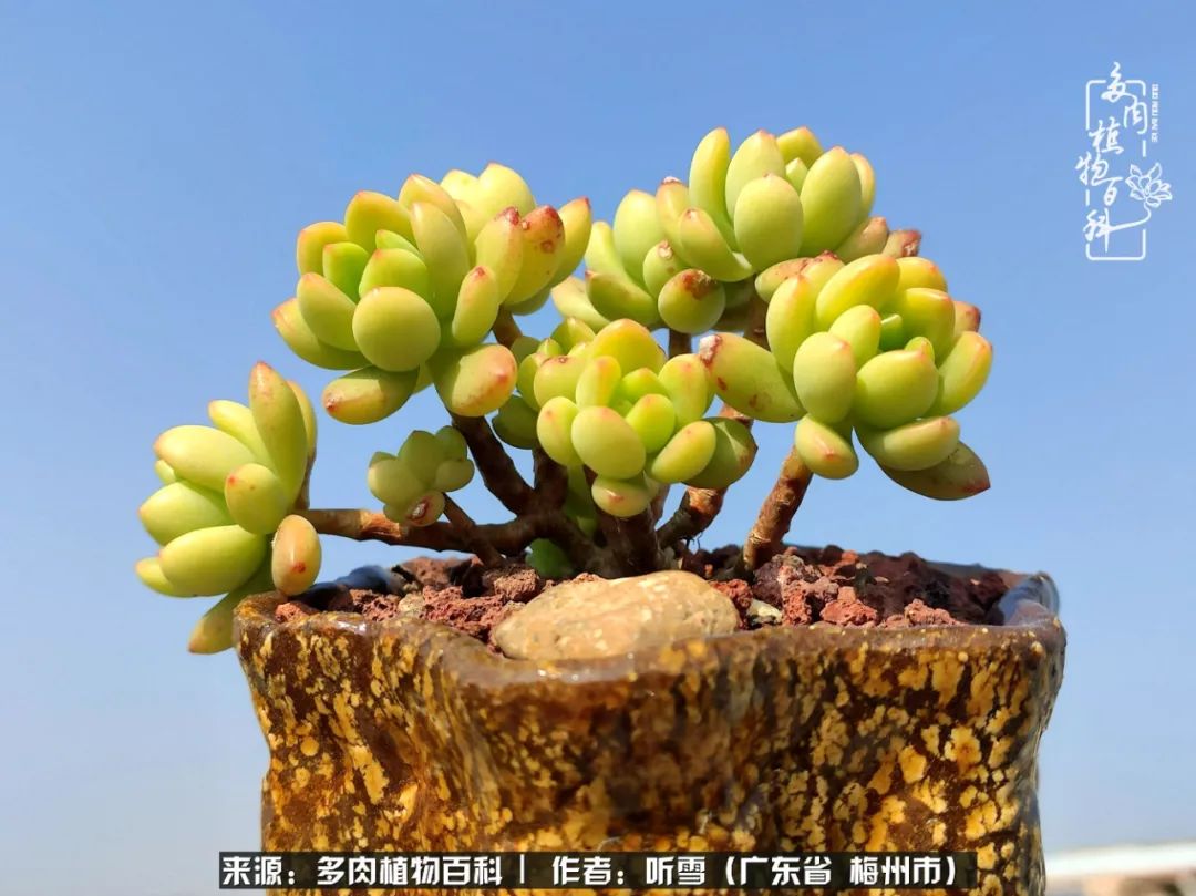 遇见多肉感恩生命中所有的相识,爱上多肉是个压力山大的事