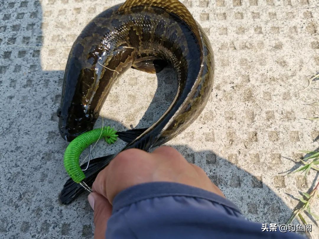 路亚钓黑鱼打不远怎么办,夏季黑鱼只追不咬饵什么原因