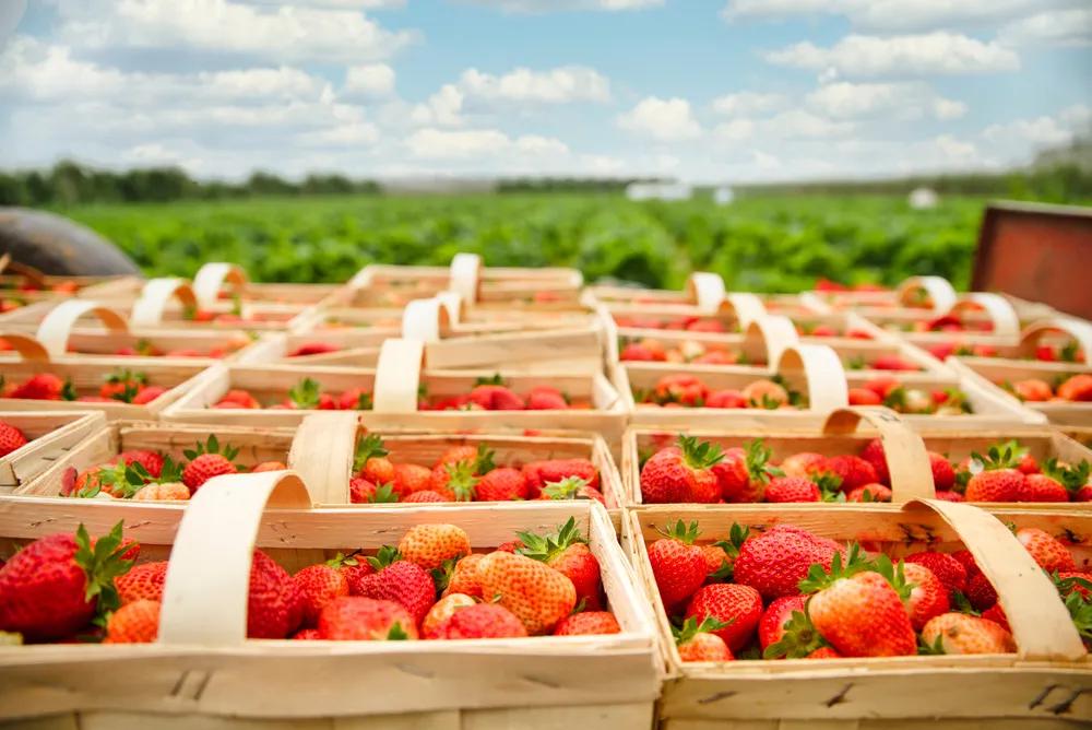 波兰国宝级品牌,波兰购买国货