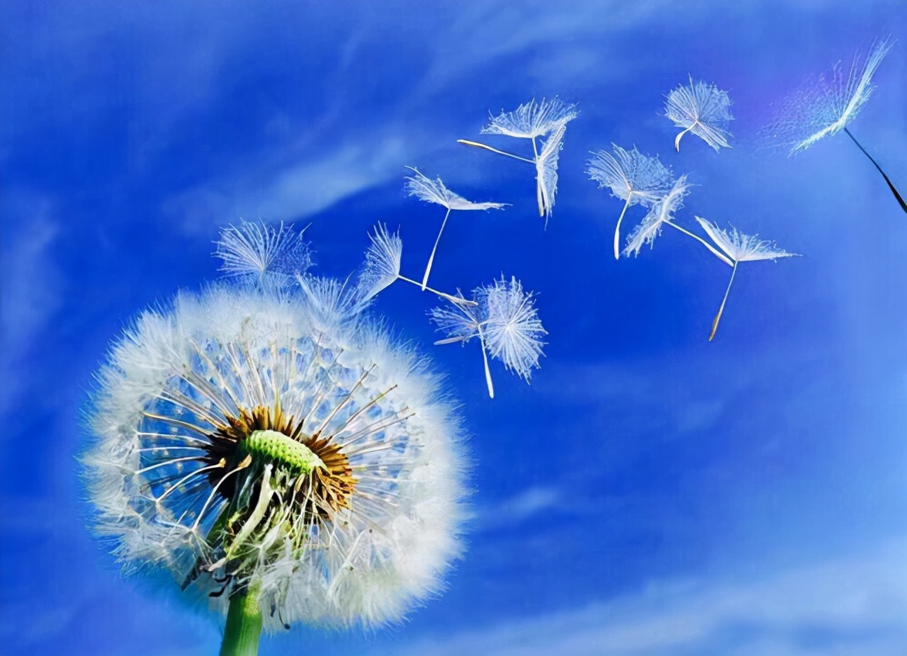 喝蒲公英消除结节是真还是假,五十岁大姐喝蒲公英消结节