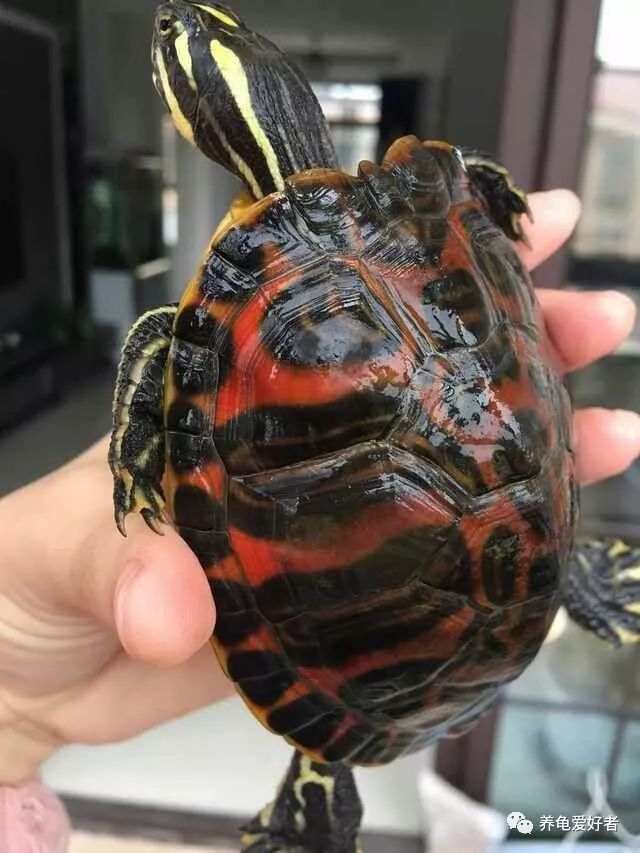 冷水龟皮实好养的推荐,便宜皮实好看的国龟