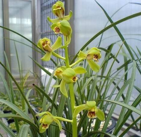 老八种蕙兰花品种,蕙兰新八种价格表