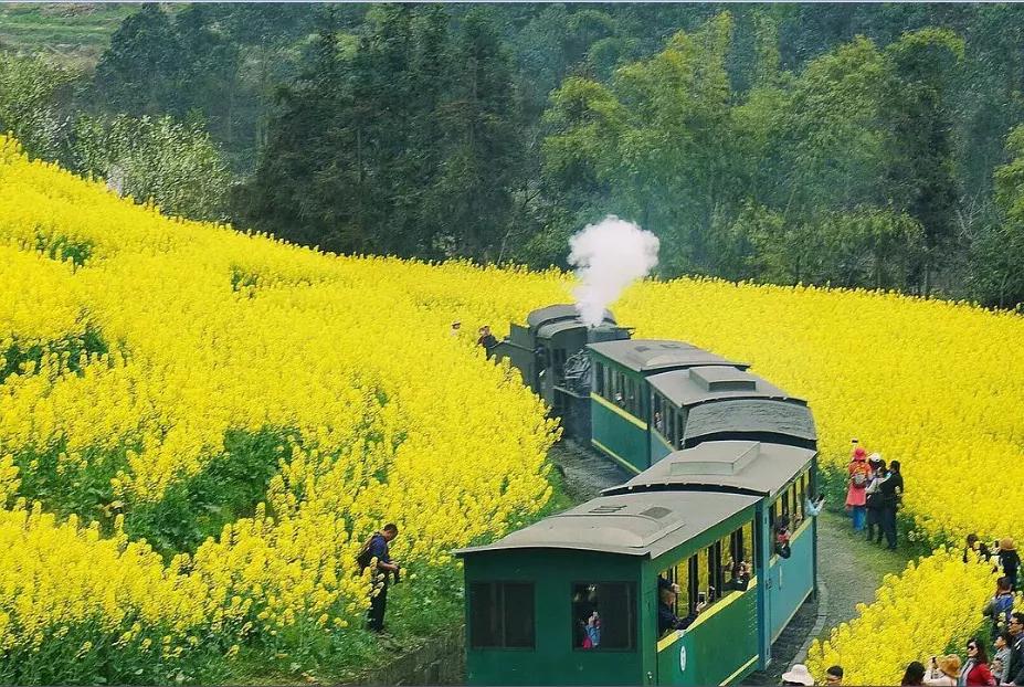 3月川西惊艳了所有人,千树万树梨花开川西