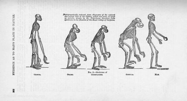 大跌眼镜!进化论的头号敌人居然是物理学和数学?
