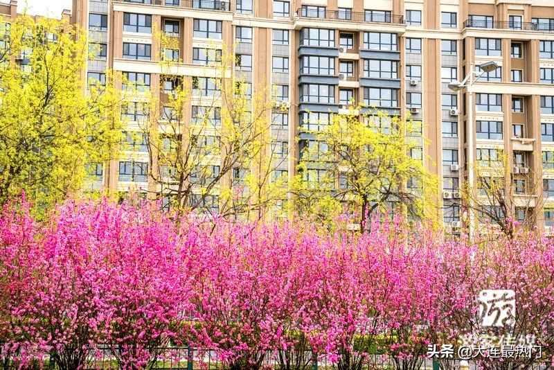辽宁踏青赏花地点推荐,辽宁春游踏青赏杜鹃花