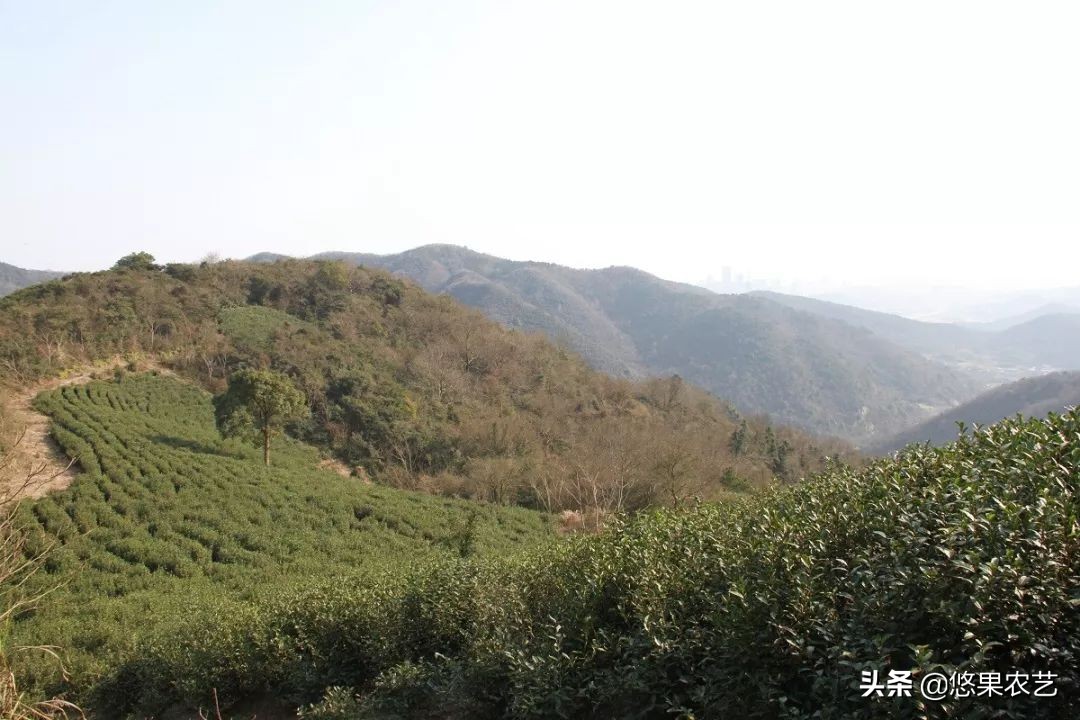 期待兰花香,再谈鸠坑群体种老茶园