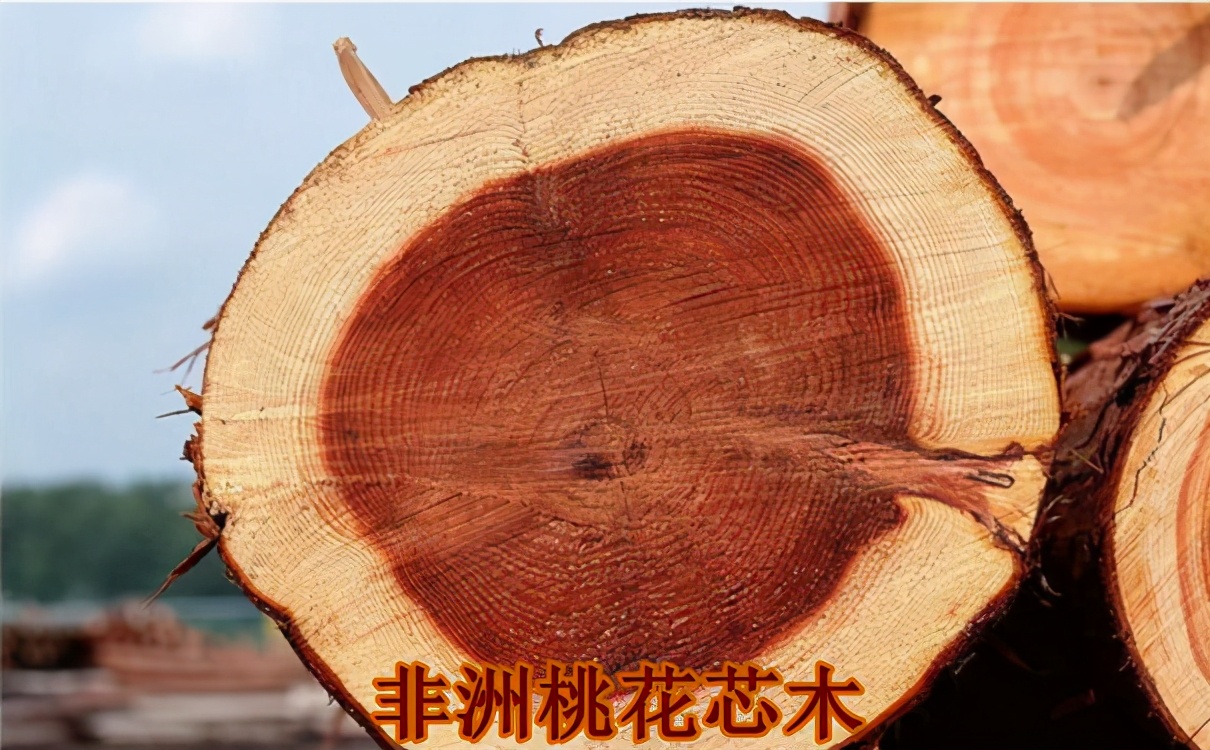 最适合夏天的清新文艺小乐器！果然非它莫属