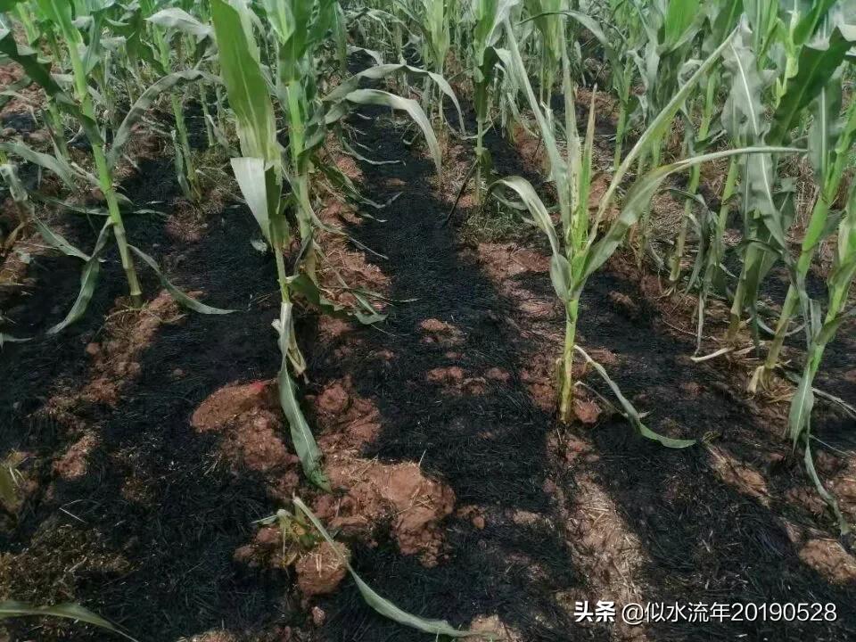 散文《玉米苗着火之后》读后感