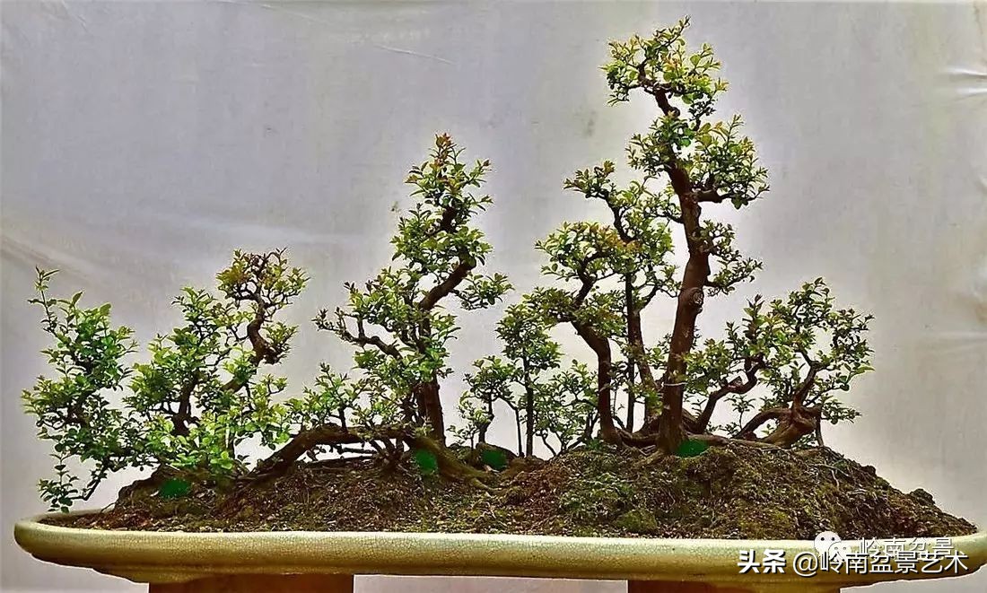 精品雀梅盆景名称,值得收藏的盆景作品欣赏