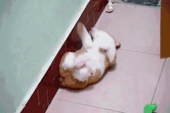 灏忕煭鑵挎煰鍩烘悶绗戣棰戝ぇ鍚堥泦,鍙埍鐨勫皬鐭吙鏌熀鐙楃嫍