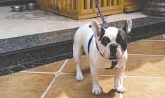 一招解决狗狗犯错,怎么纠正狗狗对自己凶