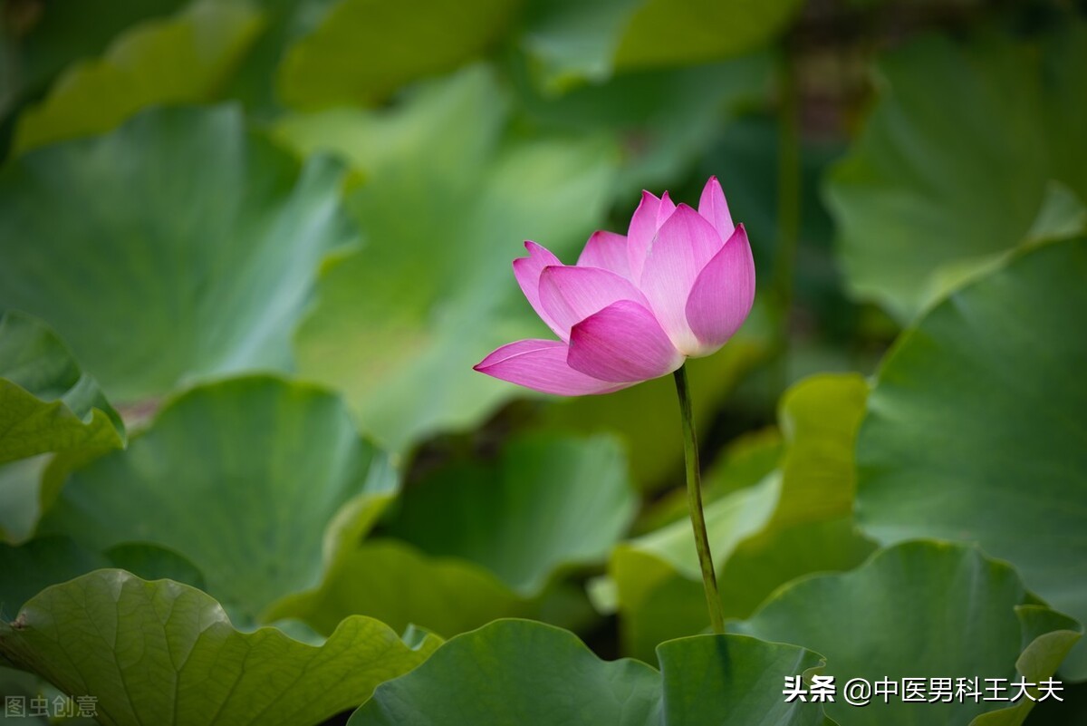 燥热体质心火旺盛的表现,入睡困难是不是肝火旺盛怎么调理