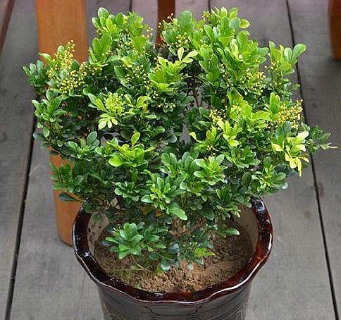 米兰开花后养护最好的方法,米兰开花时叶子发黄怎么办呢