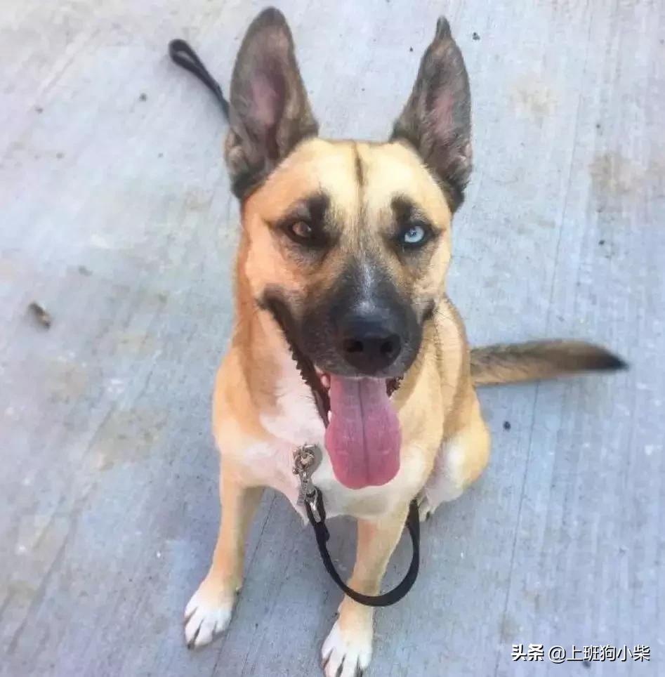 哈士奇和边牧混血像土狗,金毛哈士奇德牧混血