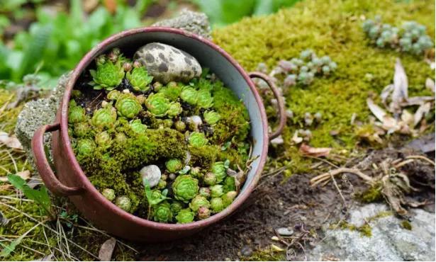 海淘多肉是合法吗,海淘多肉有什么危险