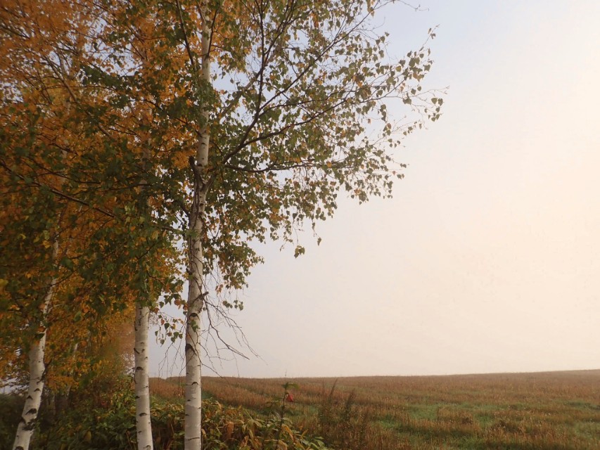 北海道登别到美瑛町需多久,日本北海道美瑛川的雪景